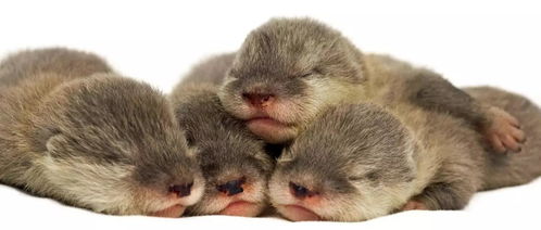 海獭sea otter 毁三观 的最强反差丨动物伙伴